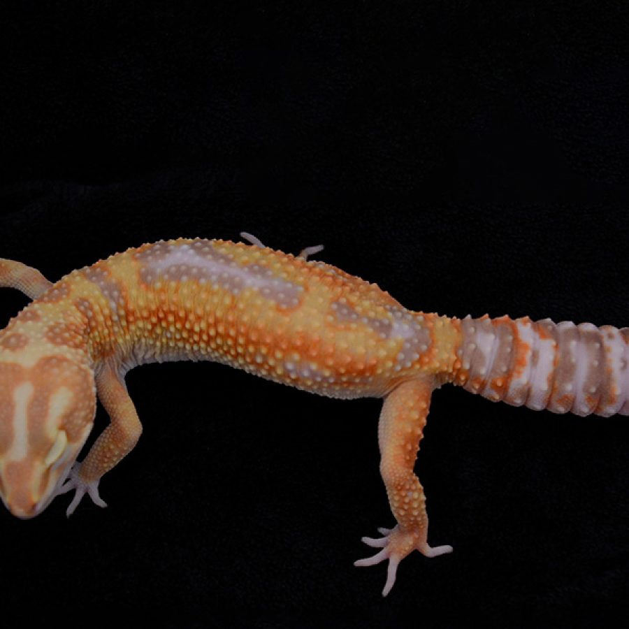 leopard gecko