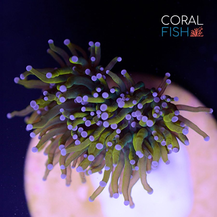 torch coral