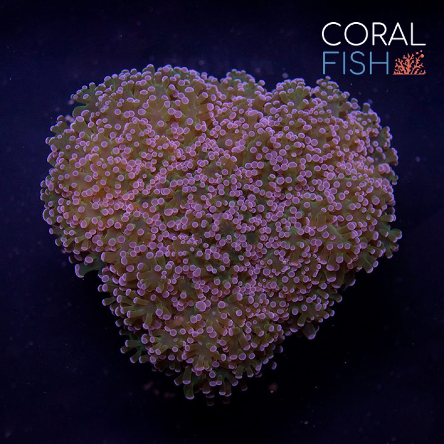 frog coral